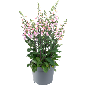 Bild von EJ Digitalis P19 Pink knop